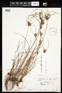 Cyperus schweinitzii image