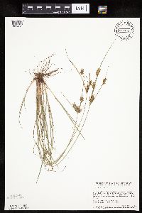 Cyperus schweinitzii image