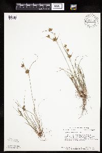 Cyperus schweinitzii image
