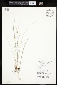 Cyperus schweinitzii image