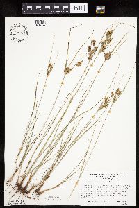 Cyperus schweinitzii image