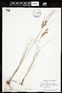 Cyperus schweinitzii image