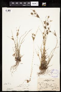 Cyperus schweinitzii image