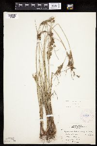 Cyperus schweinitzii image