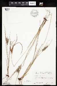 Cyperus schweinitzii image