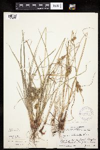 Cyperus schweinitzii image