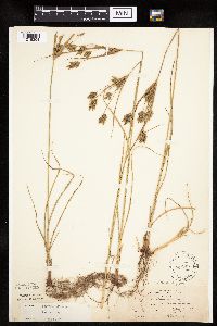 Cyperus schweinitzii image