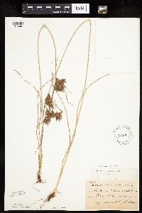 Cyperus schweinitzii image