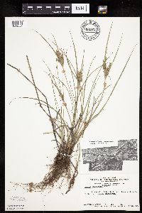 Cyperus schweinitzii image