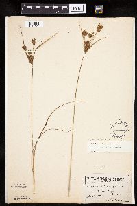 Cyperus schweinitzii image