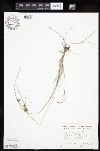 Cyperus schweinitzii image