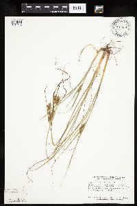 Cyperus schweinitzii image