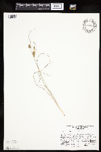 Cyperus schweinitzii image