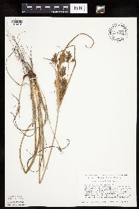 Cyperus schweinitzii image