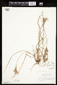 Cyperus schweinitzii image