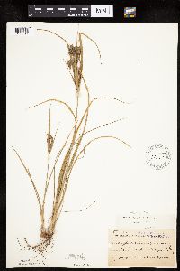 Cyperus schweinitzii image