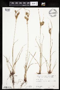 Cyperus schweinitzii image