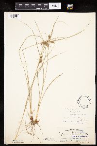 Cyperus schweinitzii image
