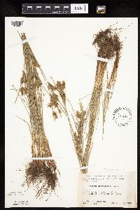 Cyperus schweinitzii image