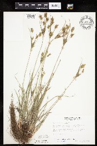 Cyperus schweinitzii image