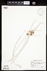 Cyperus schweinitzii image