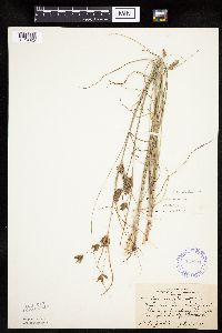 Cyperus schweinitzii image