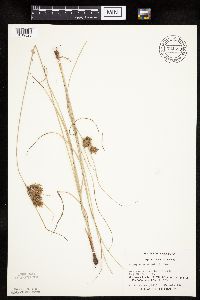 Cyperus schweinitzii image