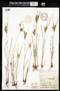 Cyperus schweinitzii image