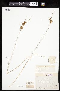 Cyperus schweinitzii image