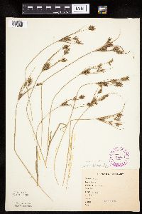 Cyperus schweinitzii image