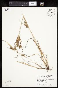Cyperus schweinitzii image