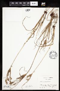 Cyperus schweinitzii image