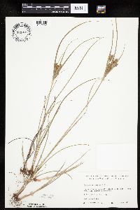 Cyperus schweinitzii image