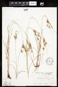 Cyperus schweinitzii image