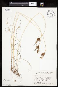 Cyperus schweinitzii image