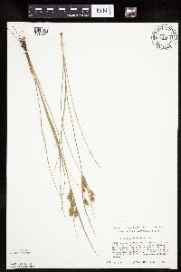 Cyperus schweinitzii image