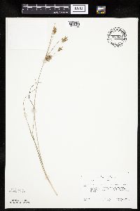 Cyperus schweinitzii image