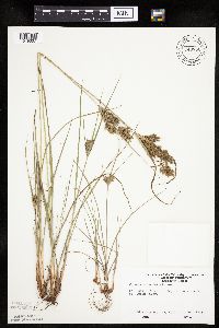 Cyperus schweinitzii image