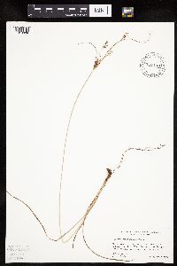 Cyperus schweinitzii image