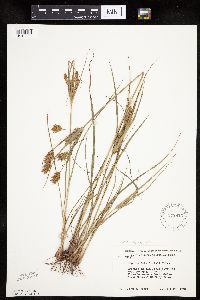 Cyperus schweinitzii image