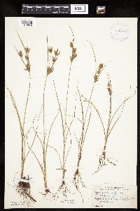 Cyperus schweinitzii image