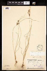 Cyperus schweinitzii image