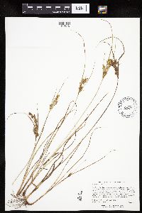 Cyperus schweinitzii image