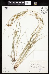 Cyperus schweinitzii image