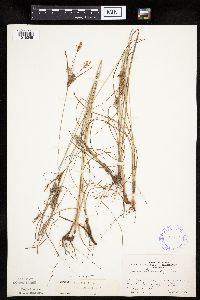 Cyperus schweinitzii image