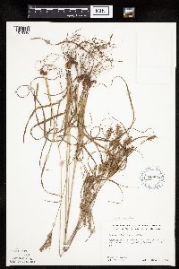 Cyperus schweinitzii image