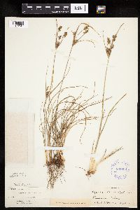 Cyperus schweinitzii image