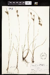 Cyperus schweinitzii image