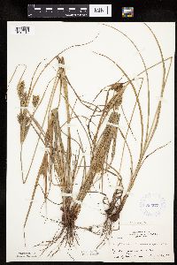 Cyperus schweinitzii image