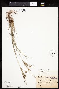 Cyperus schweinitzii image